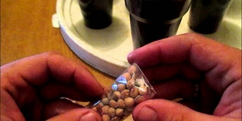 Kako uzgajati trešnje iz sjemena